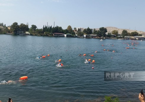 Mingəçevirdə "Kürü keçək?!" adlı yarış baş tutub